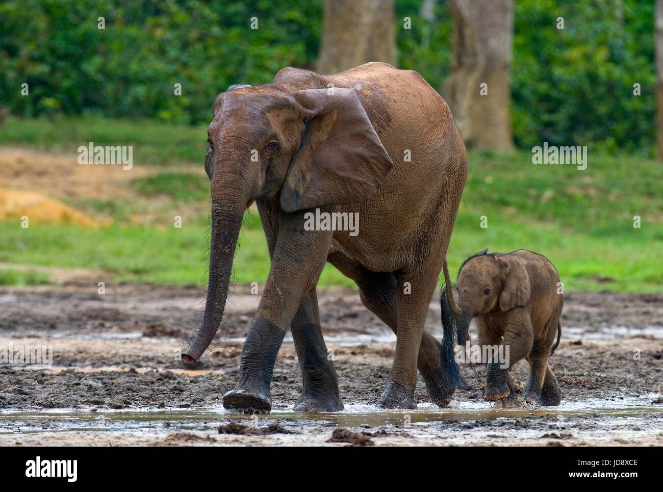Elefant mit Baby. Zentralafrikanische Republik. Republik Kongo. Dzanga-Sangha Sonderreserve. Stockfoto