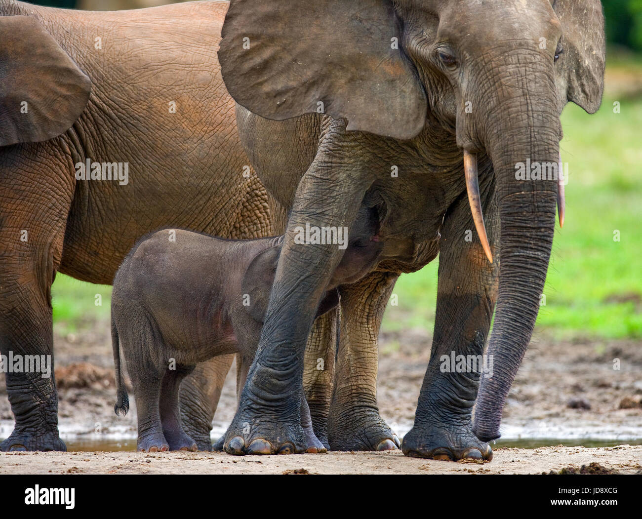 Elefant mit Baby. Zentralafrikanische Republik. Republik Kongo. Dzanga-Sangha Sonderreserve. Stockfoto