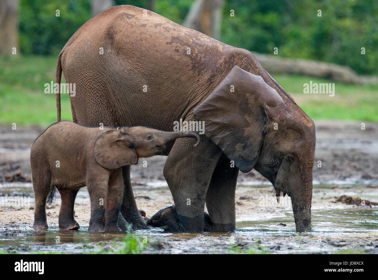 Elefant mit Baby. Zentralafrikanische Republik. Republik Kongo. Dzanga-Sangha Sonderreserve. Stockfoto