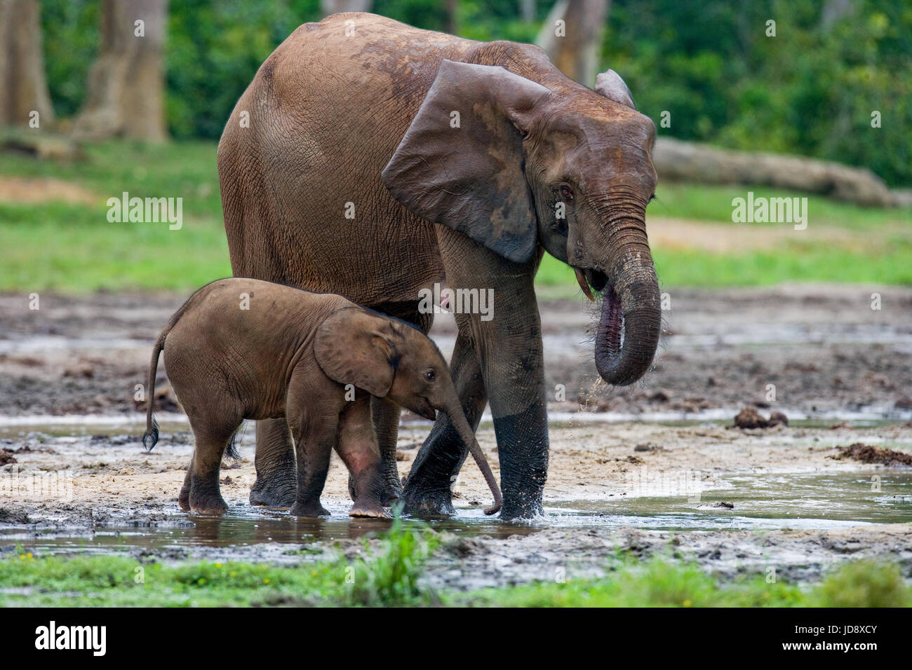 Elefant mit Baby. Zentralafrikanische Republik. Republik Kongo. Dzanga-Sangha Sonderreserve. Stockfoto