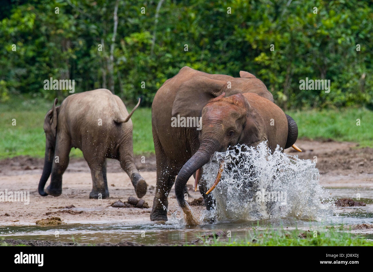 Waldelefanten spielen miteinander. Zentralafrikanische Republik. Republik Kongo. Dzanga-Sangha Sonderreserve. Stockfoto