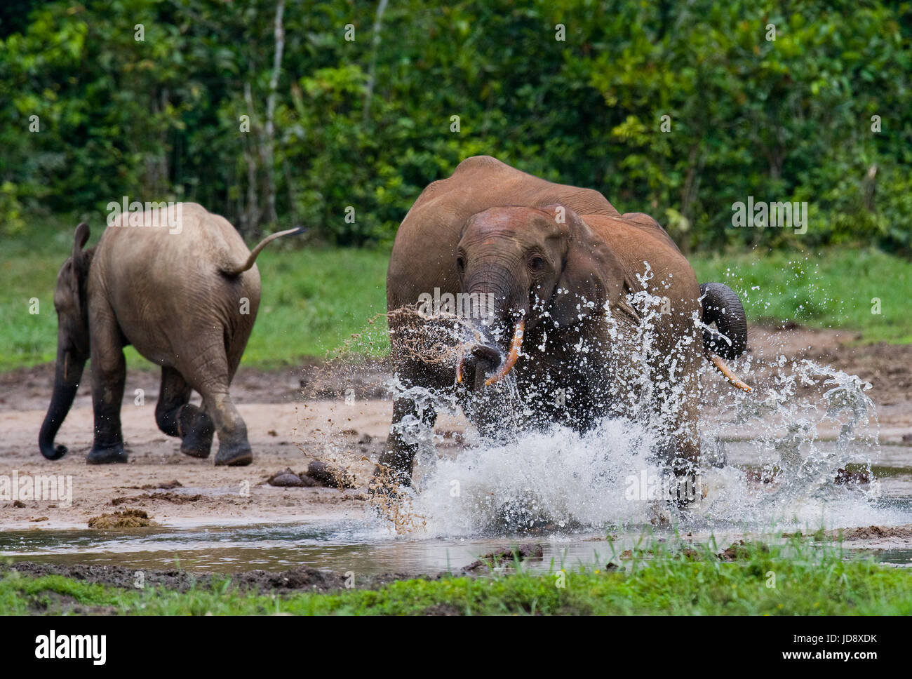 Waldelefanten spielen miteinander. Zentralafrikanische Republik. Republik Kongo. Dzanga-Sangha Sonderreserve. Stockfoto