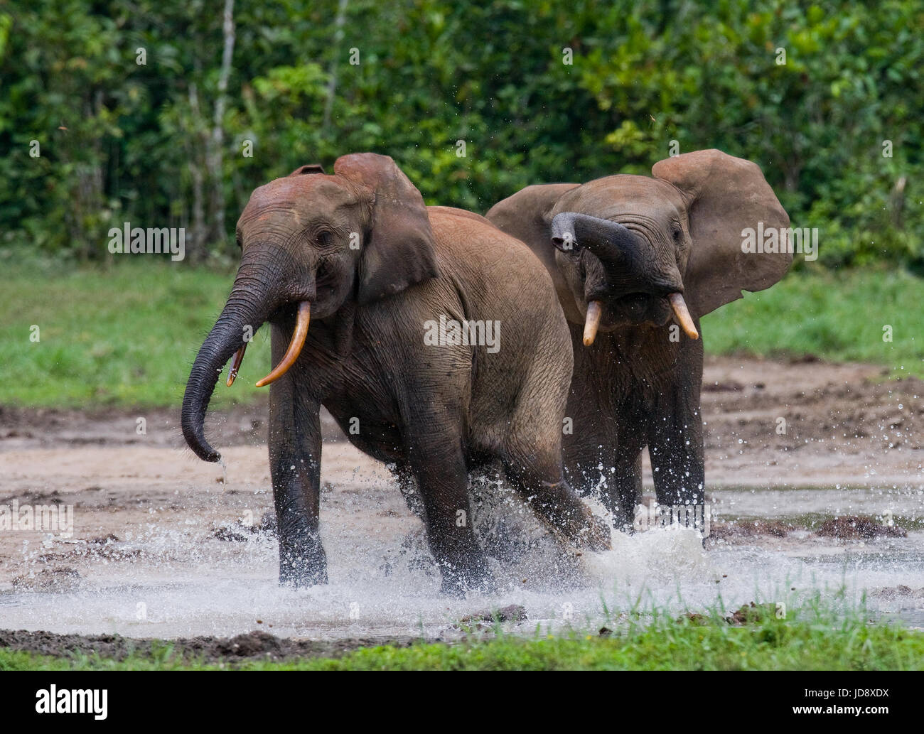 Waldelefanten spielen miteinander. Zentralafrikanische Republik. Republik Kongo. Dzanga-Sangha Sonderreserve. Stockfoto