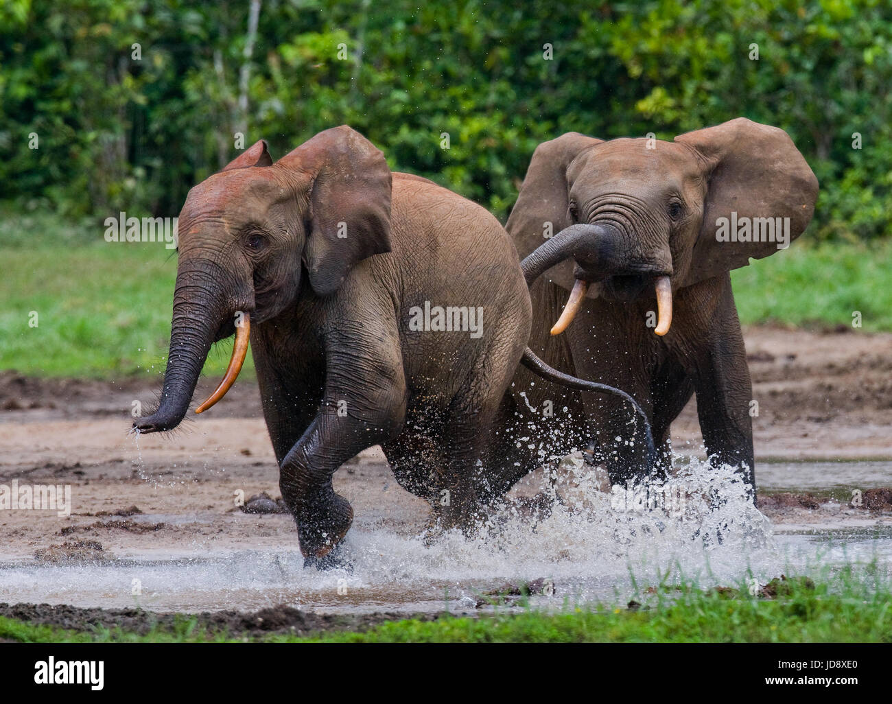 Waldelefanten spielen miteinander. Zentralafrikanische Republik. Republik Kongo. Dzanga-Sangha Sonderreserve. Stockfoto