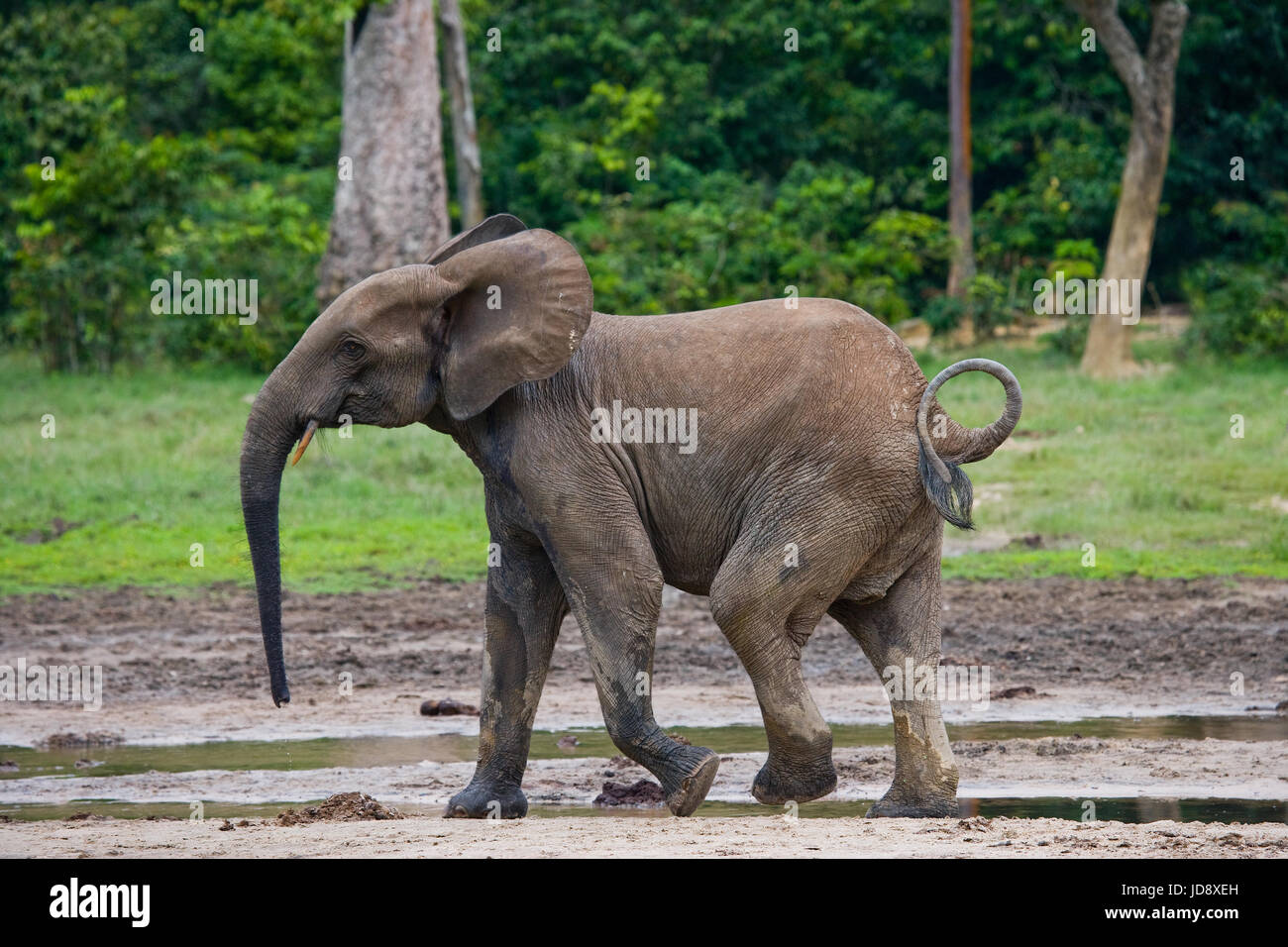 Porträt des Waldelefanten. Zentralafrikanische Republik. Republik Kongo. Dzanga-Sangha Sonderreserve. Stockfoto