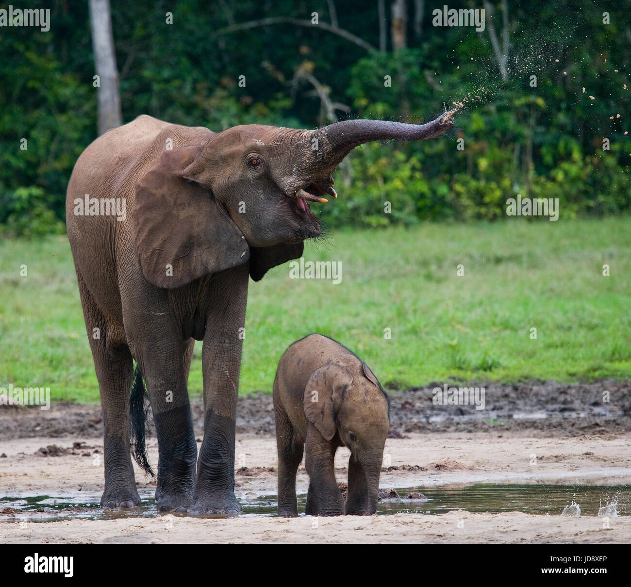 Elefant mit Baby. Zentralafrikanische Republik. Republik Kongo. Dzanga-Sangha Sonderreserve. Stockfoto