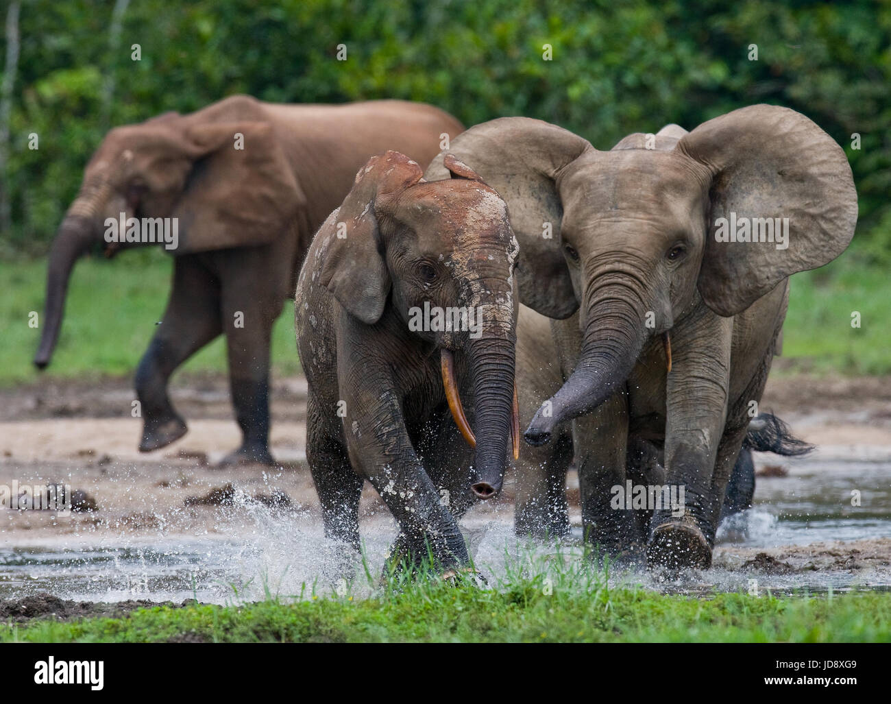 Waldelefanten spielen miteinander. Zentralafrikanische Republik. Republik Kongo. Dzanga-Sangha Sonderreserve. Stockfoto