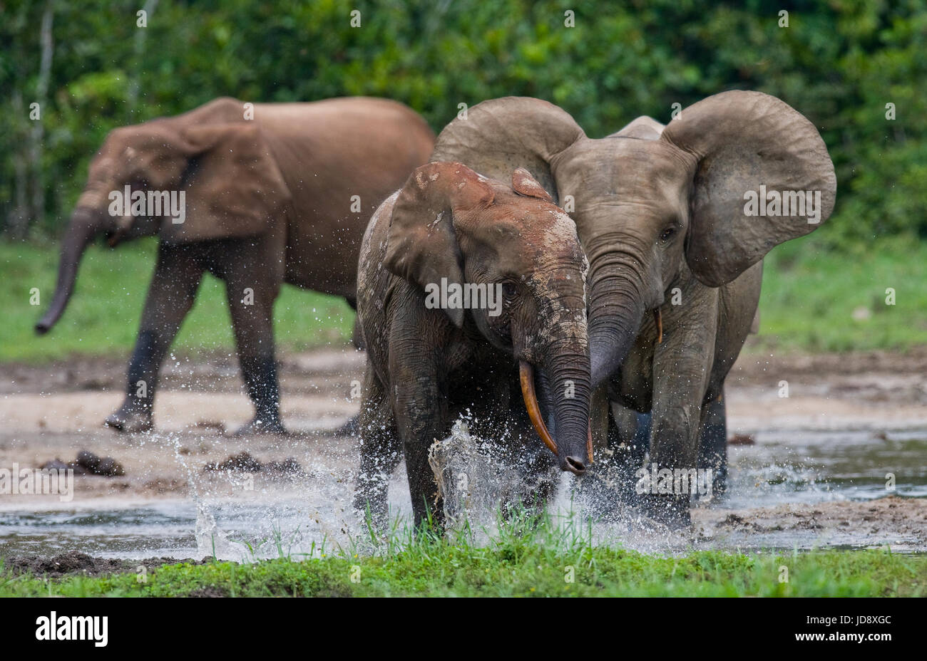 Waldelefanten spielen miteinander. Zentralafrikanische Republik. Republik Kongo. Dzanga-Sangha Sonderreserve. Stockfoto