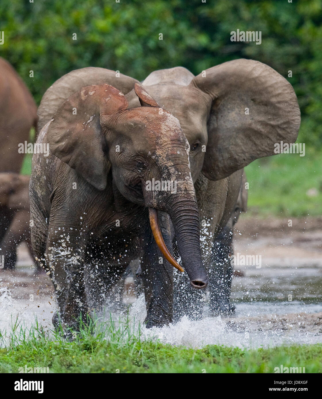 Waldelefanten spielen miteinander. Zentralafrikanische Republik. Republik Kongo. Dzanga-Sangha Sonderreserve. Stockfoto