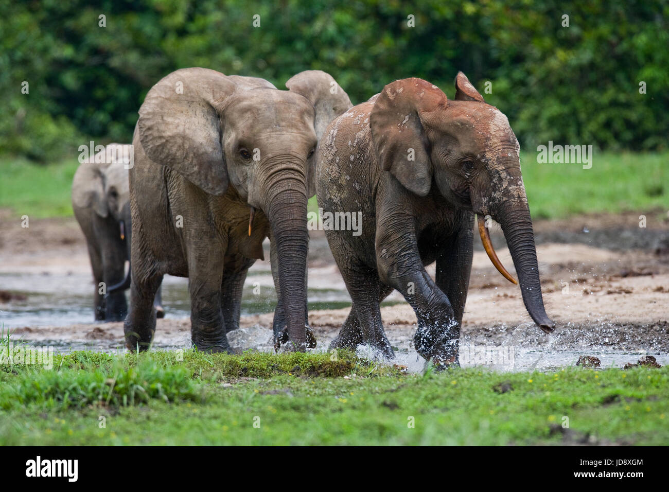 Gruppe von Waldelefanten am Waldrand. Republik Kongo. Dzanga-Sangha Sonderreserve. Zentralafrikanische Republik. Stockfoto