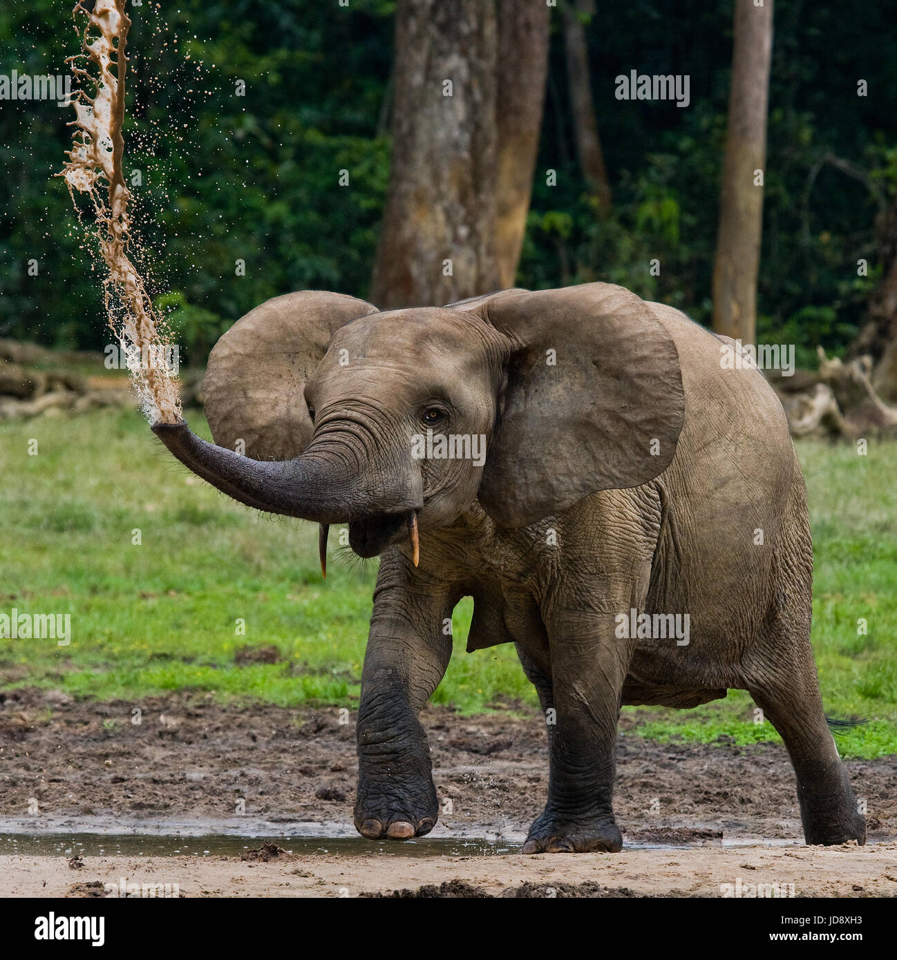 Porträt des Waldelefanten. Zentralafrikanische Republik. Republik Kongo. Dzanga-Sangha Sonderreserve. Stockfoto