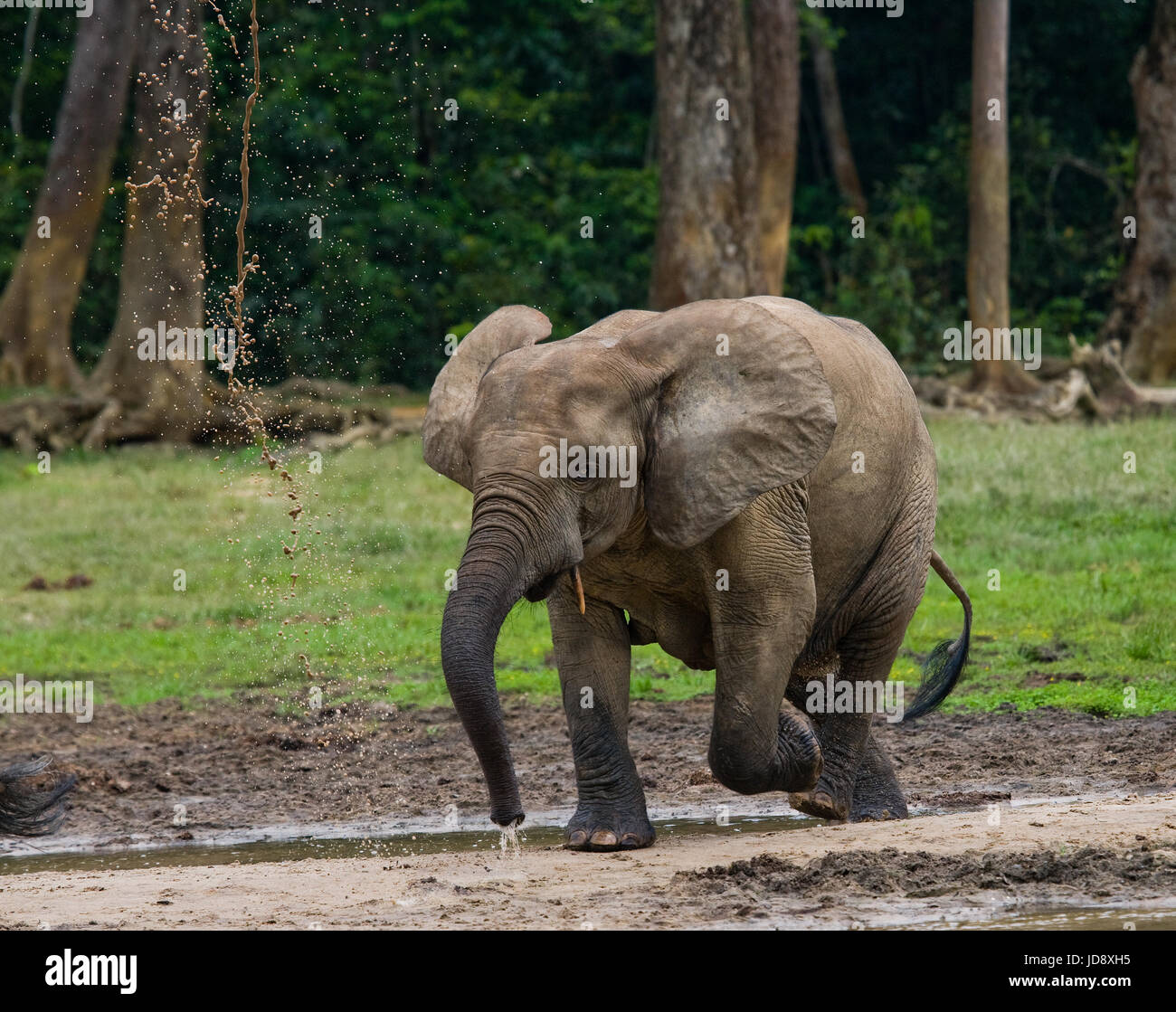 Porträt des Waldelefanten. Zentralafrikanische Republik. Republik Kongo. Dzanga-Sangha Sonderreserve. Stockfoto