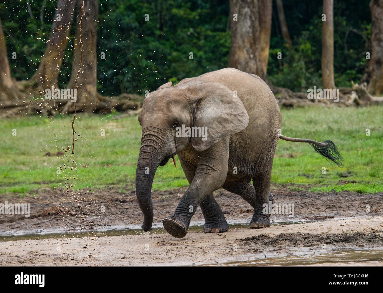 Porträt des Waldelefanten. Zentralafrikanische Republik. Republik Kongo. Dzanga-Sangha Sonderreserve. Stockfoto