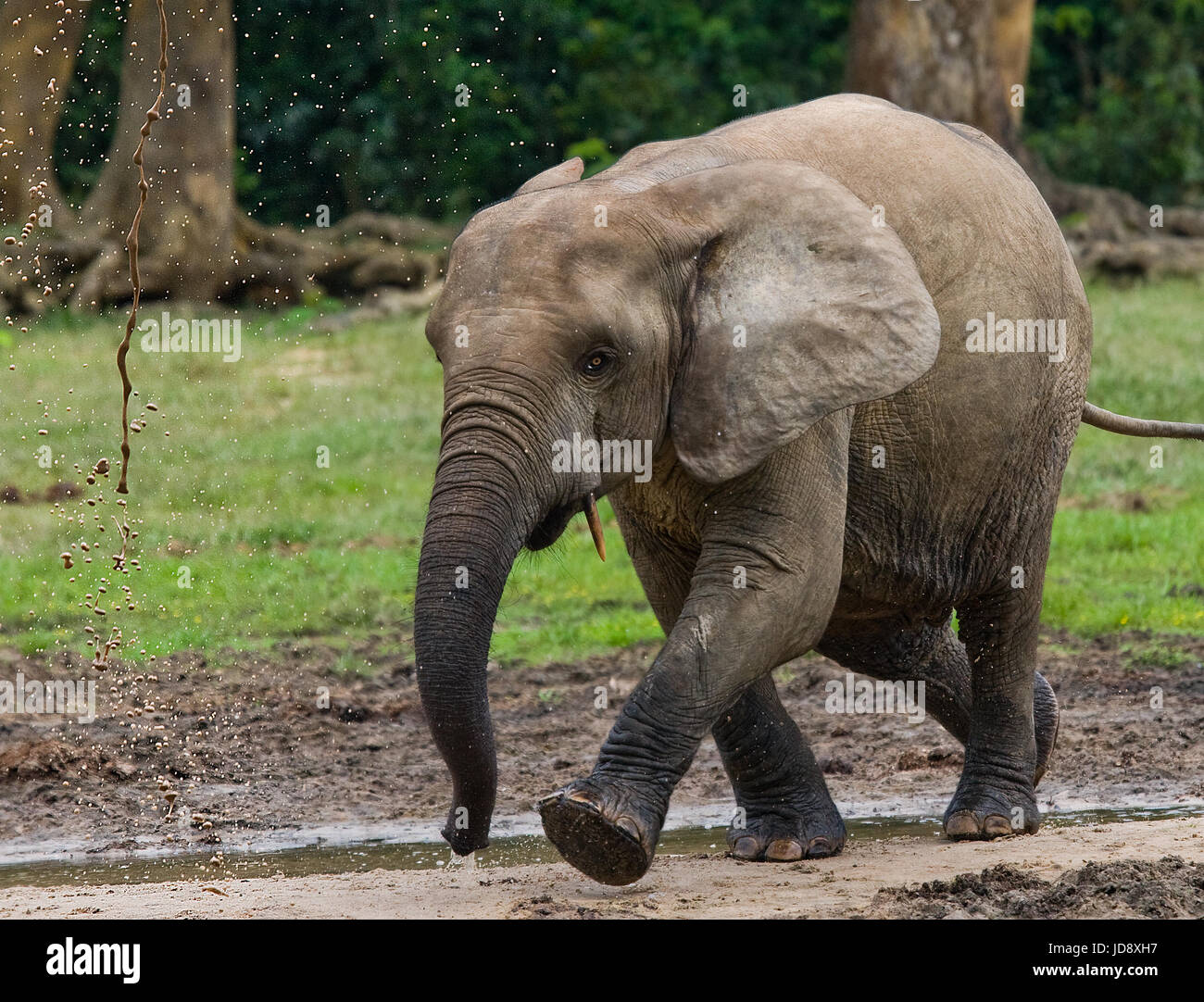 Porträt des Waldelefanten. Zentralafrikanische Republik. Republik Kongo. Dzanga-Sangha Sonderreserve. Stockfoto