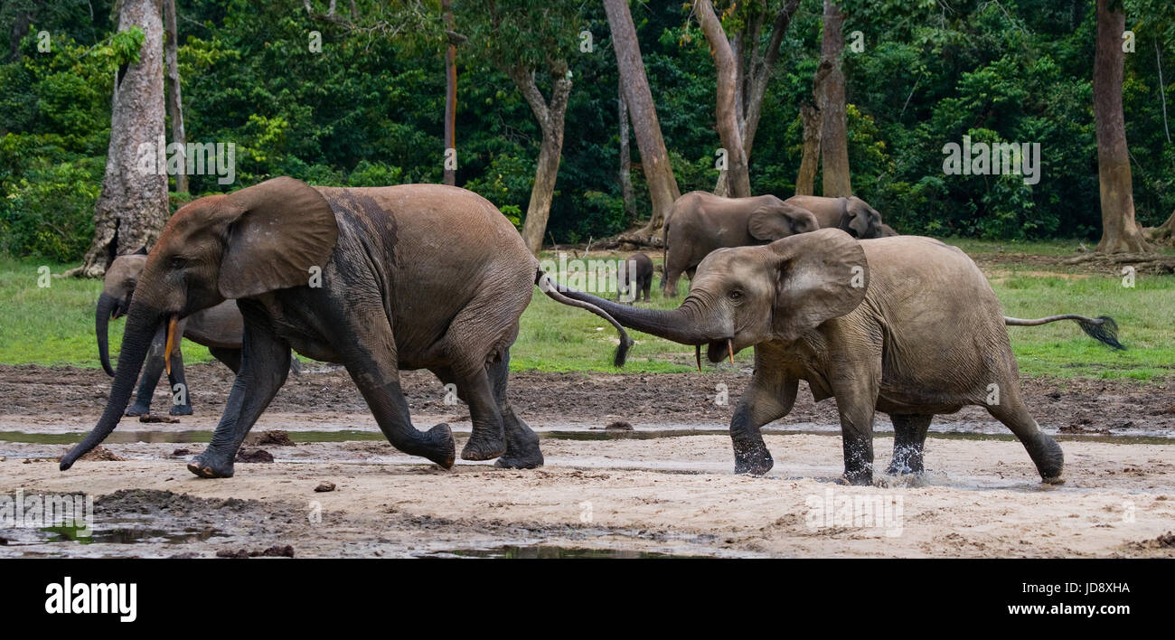 Waldelefanten spielen miteinander. Zentralafrikanische Republik. Republik Kongo. Dzanga-Sangha Sonderreserve. Stockfoto