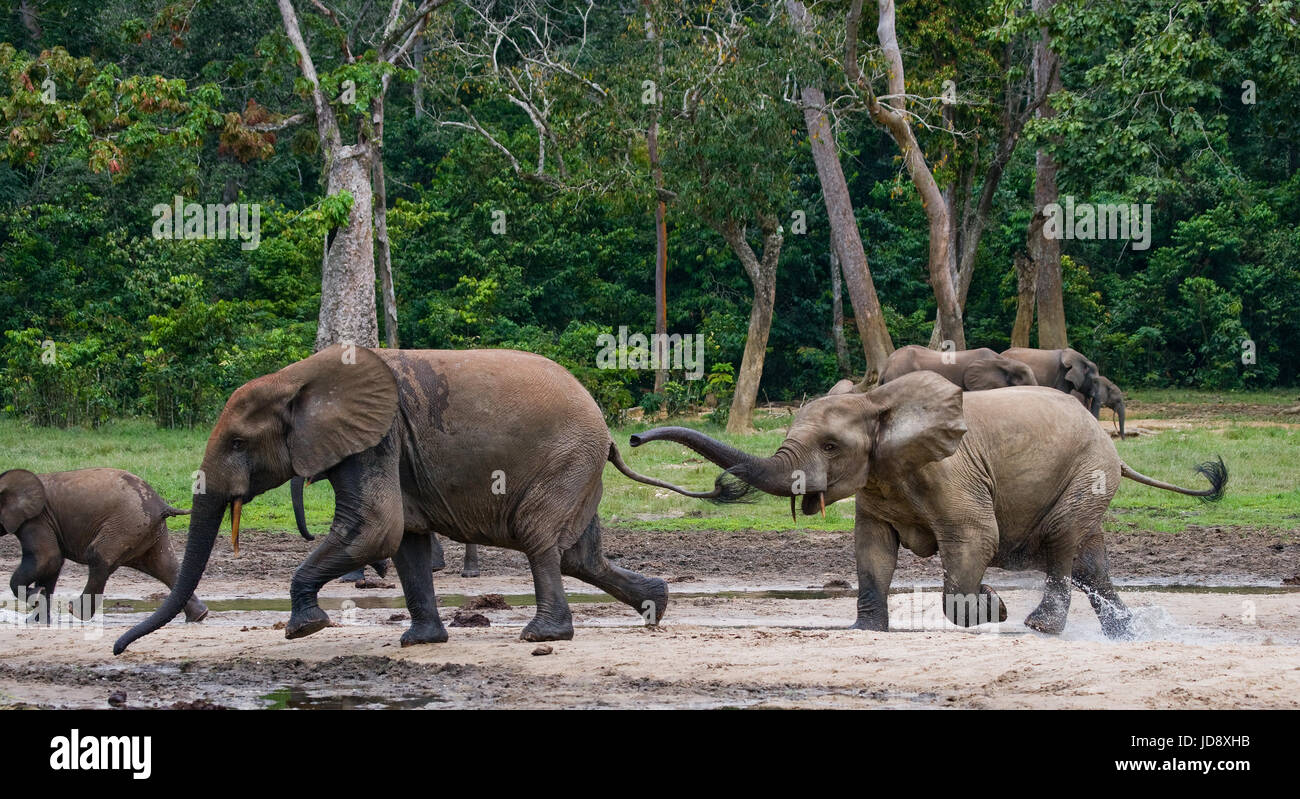 Waldelefanten spielen miteinander. Zentralafrikanische Republik. Republik Kongo. Dzanga-Sangha Sonderreserve. Stockfoto