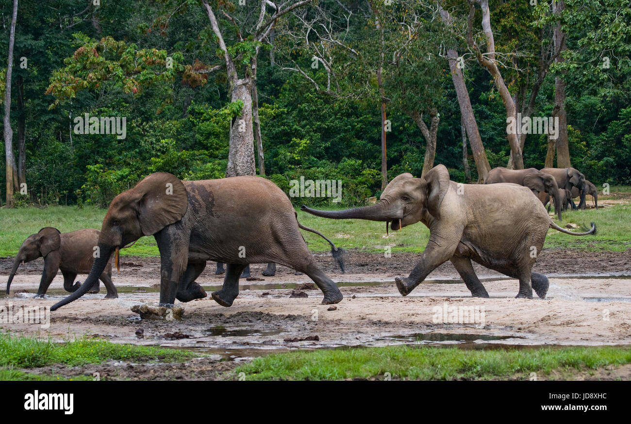 Waldelefanten spielen miteinander. Zentralafrikanische Republik. Republik Kongo. Dzanga-Sangha Sonderreserve. Stockfoto
