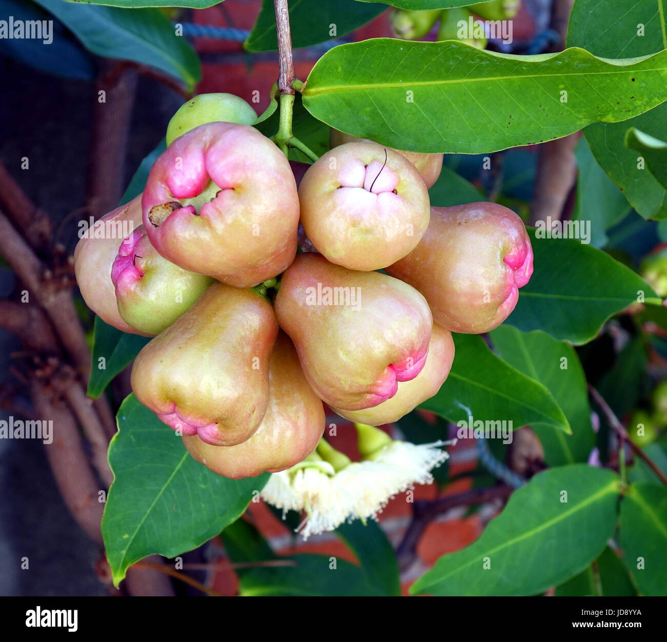 Wachs Äpfel oder Glocke Früchte (Syzygium Samarangense) sind eine beliebte Frucht in Taiwan Stockfoto