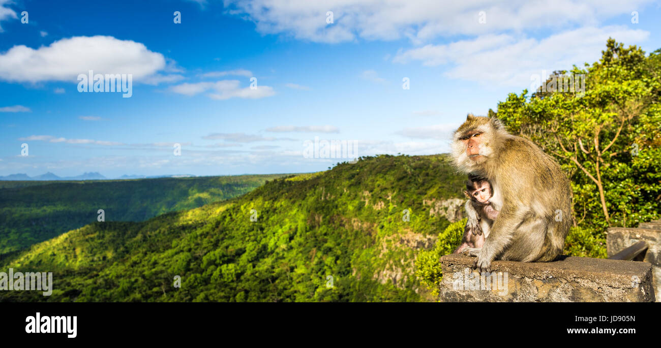 Affen am Aussichtspunkt Schluchten. Black River Gorges Nationalpark. Mauritius. Panorama Stockfoto