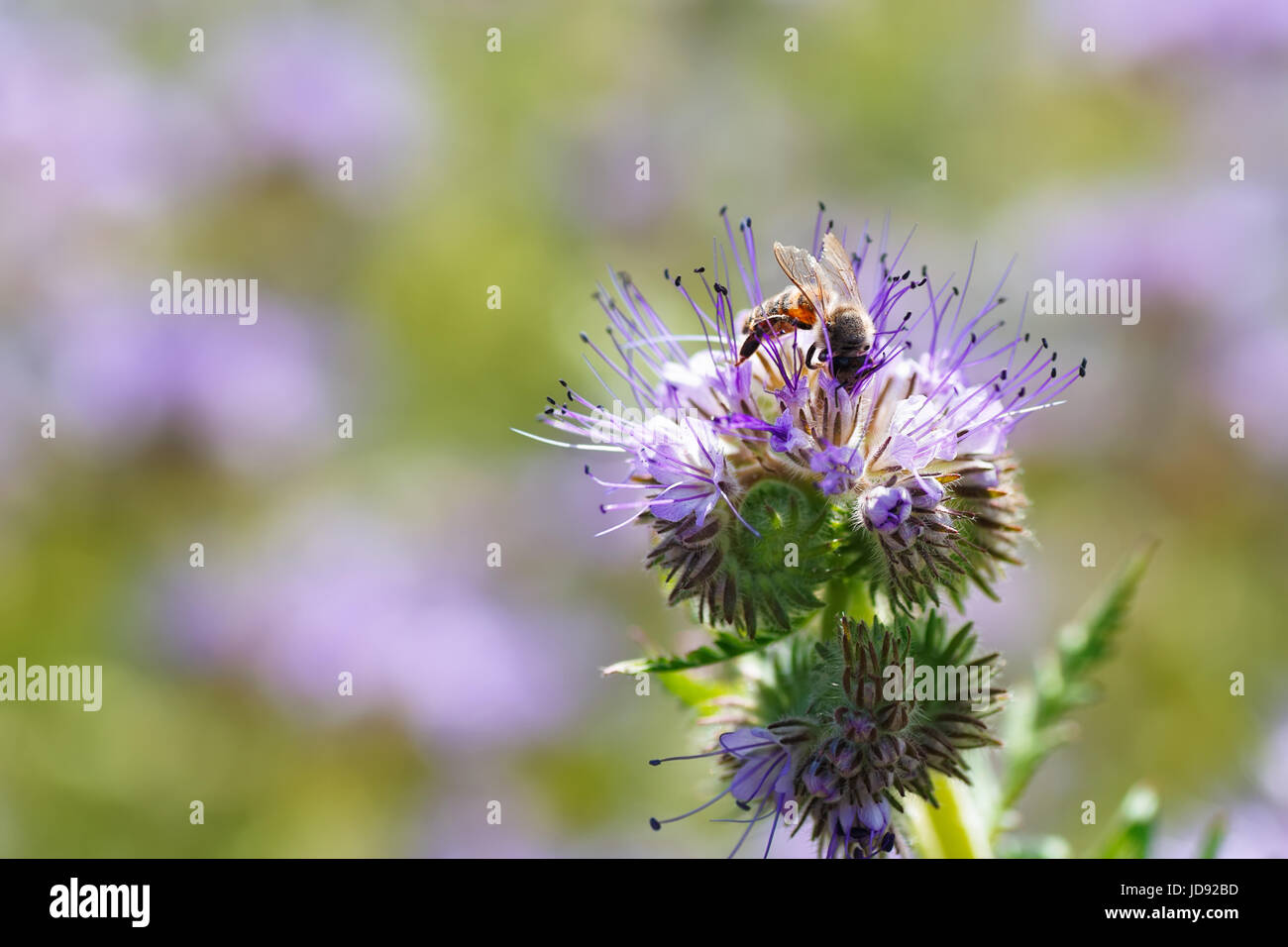 Biene auf Blüte. Makro-Fotografie. Blume der Phacelia Tanacetifolia oder violett Rainfarn mit Biene Closeup. Honig-Anlage. Biene sammelt Nektar Stockfoto