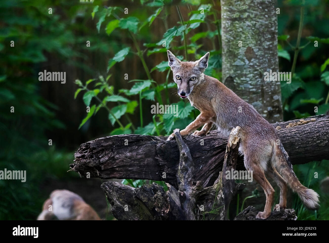 Ich denke, daß ich dieses fennec Fox überrascht, als ich den Auslöser geklickt Stockfoto