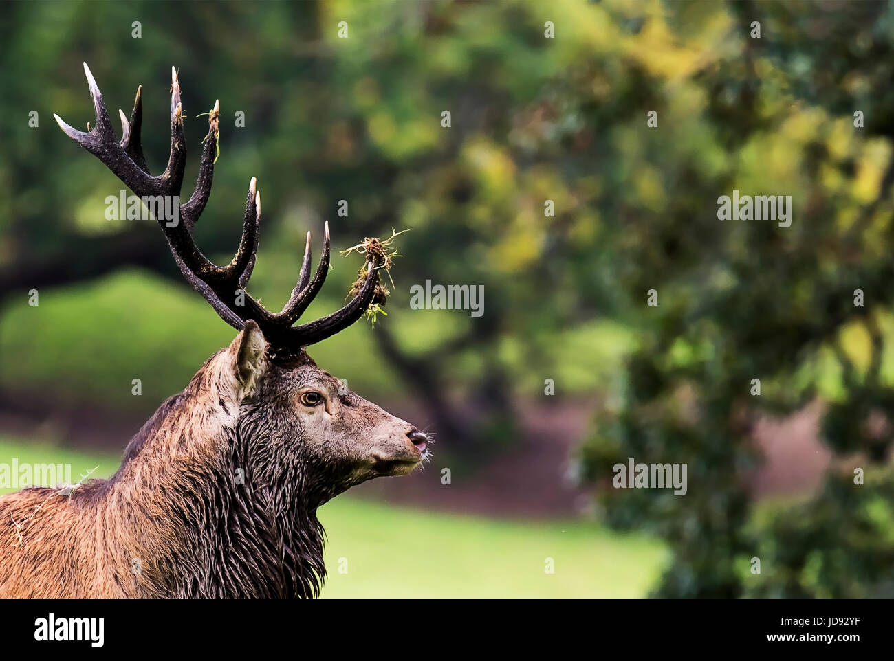 Ein Profil Foto eines Irish Red deer Hirsch während der Brunft 2016 Stockfoto