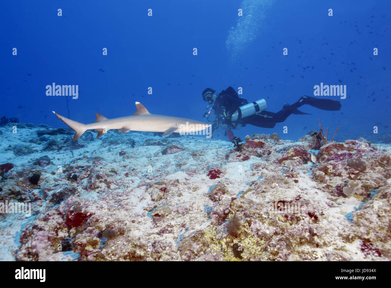 Männlichen Taucher Blick auf Weißspitzen-Riffhai (Triaenodon Obesus) im blauen Wasser, Indischer Ozean, Malediven Stockfoto