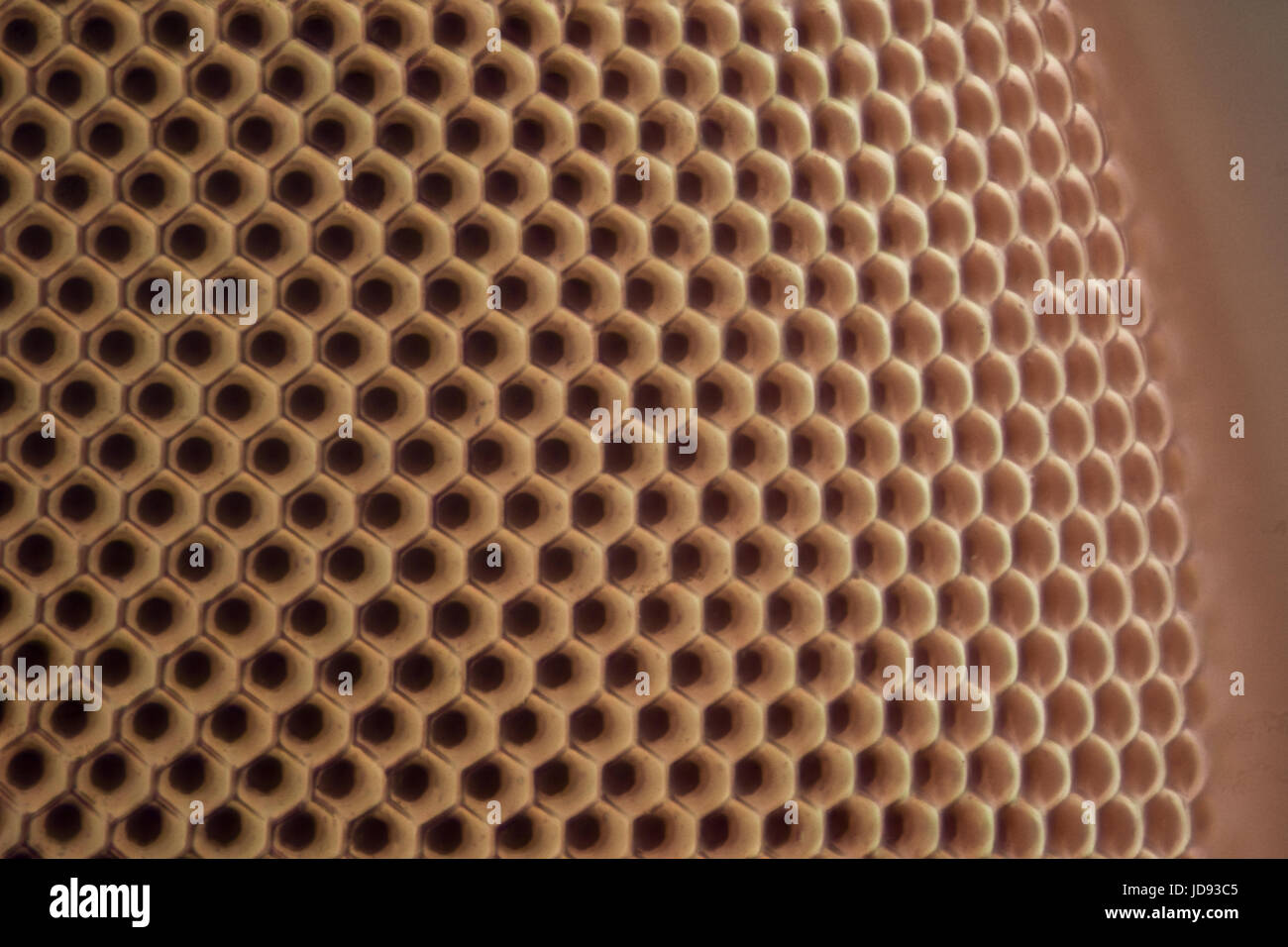 Extreme Vergrößerung - Fly Facettenauge unter dem Mikroskop Stockfotografie  - Alamy