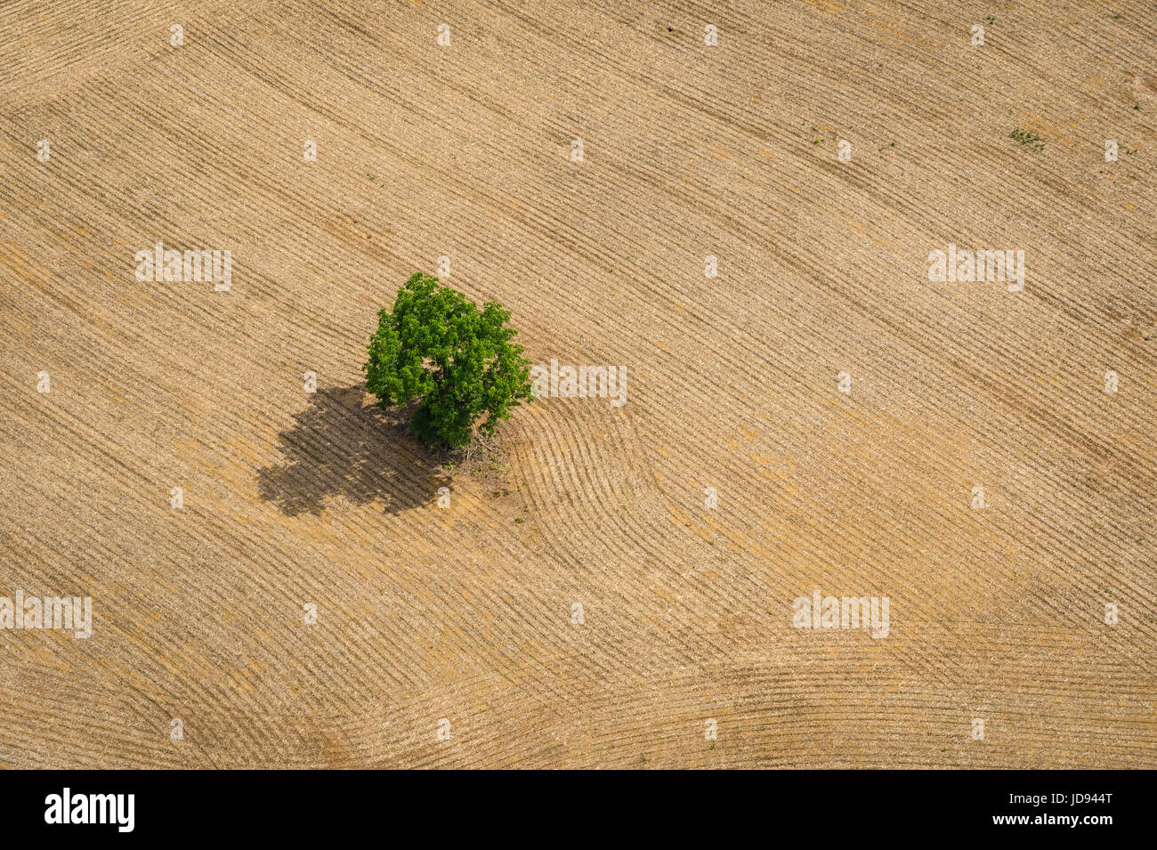 Luftaufnahme von einzelnen Baum in Bauernhof Feld Stockfoto