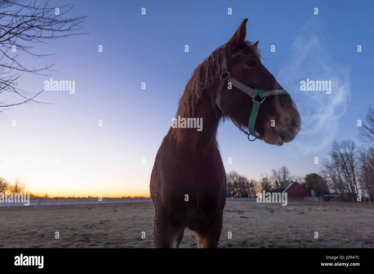 Pferd Atem kalten Wintermorgen Stockfoto