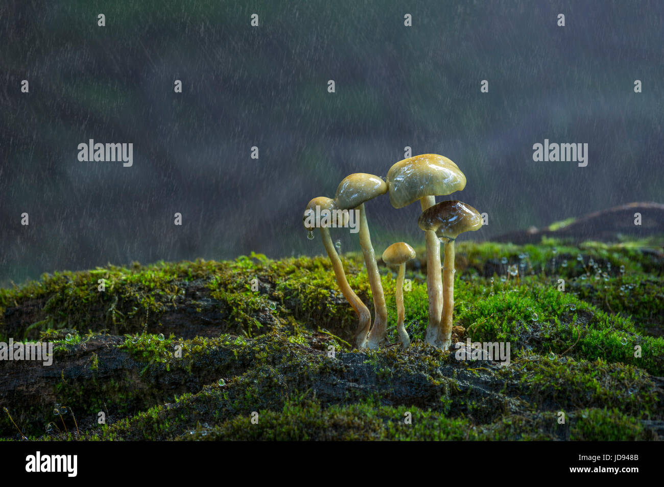 Reihe von Pilzen im Regen Stockfoto