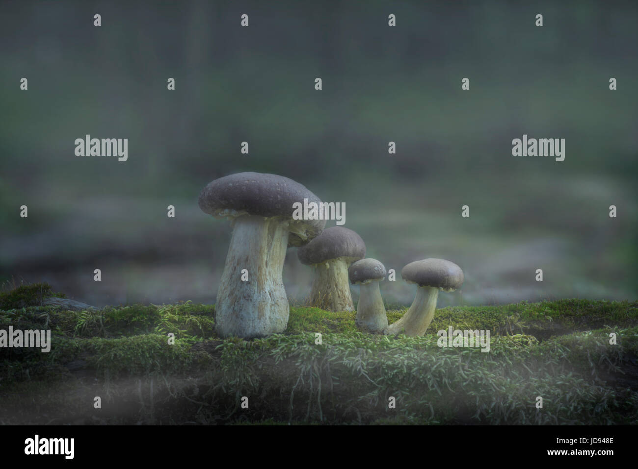 Pilze im Misty Nebel Wald Stockfoto