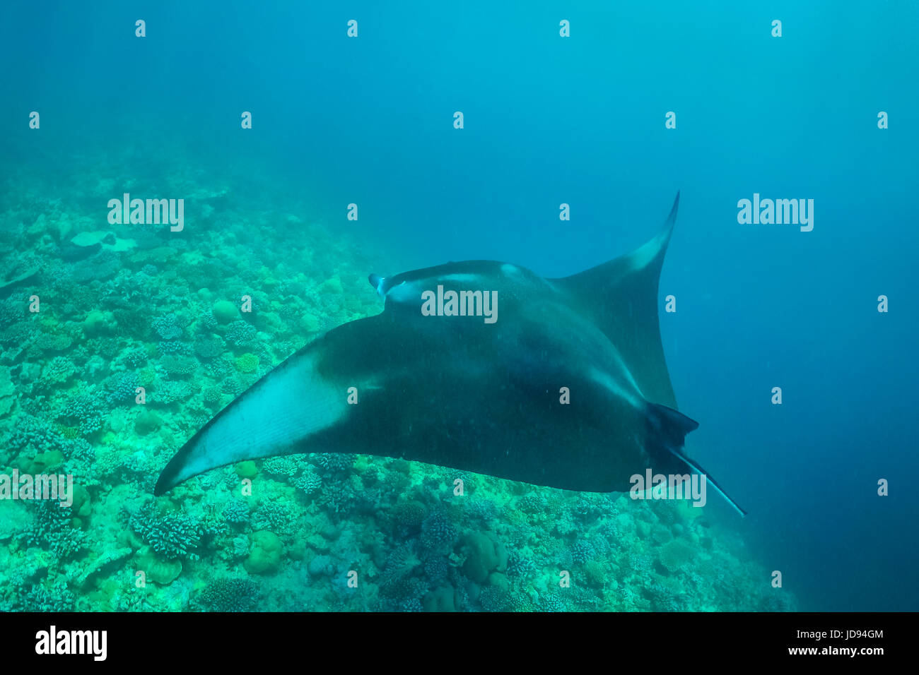 Manta Ray Im Indischen Ozean Malediven Unterwasser Meerestiere Unterwasser Tiere Stockfotografie Alamy