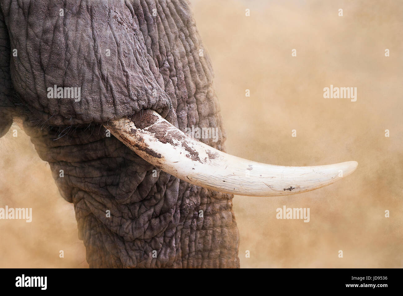 Seitenansicht des wilden afrikanischen Elefanten White Elephant Tusk und Stamm, strukturierte Haut in Staub Licht hautnah Stockfoto
