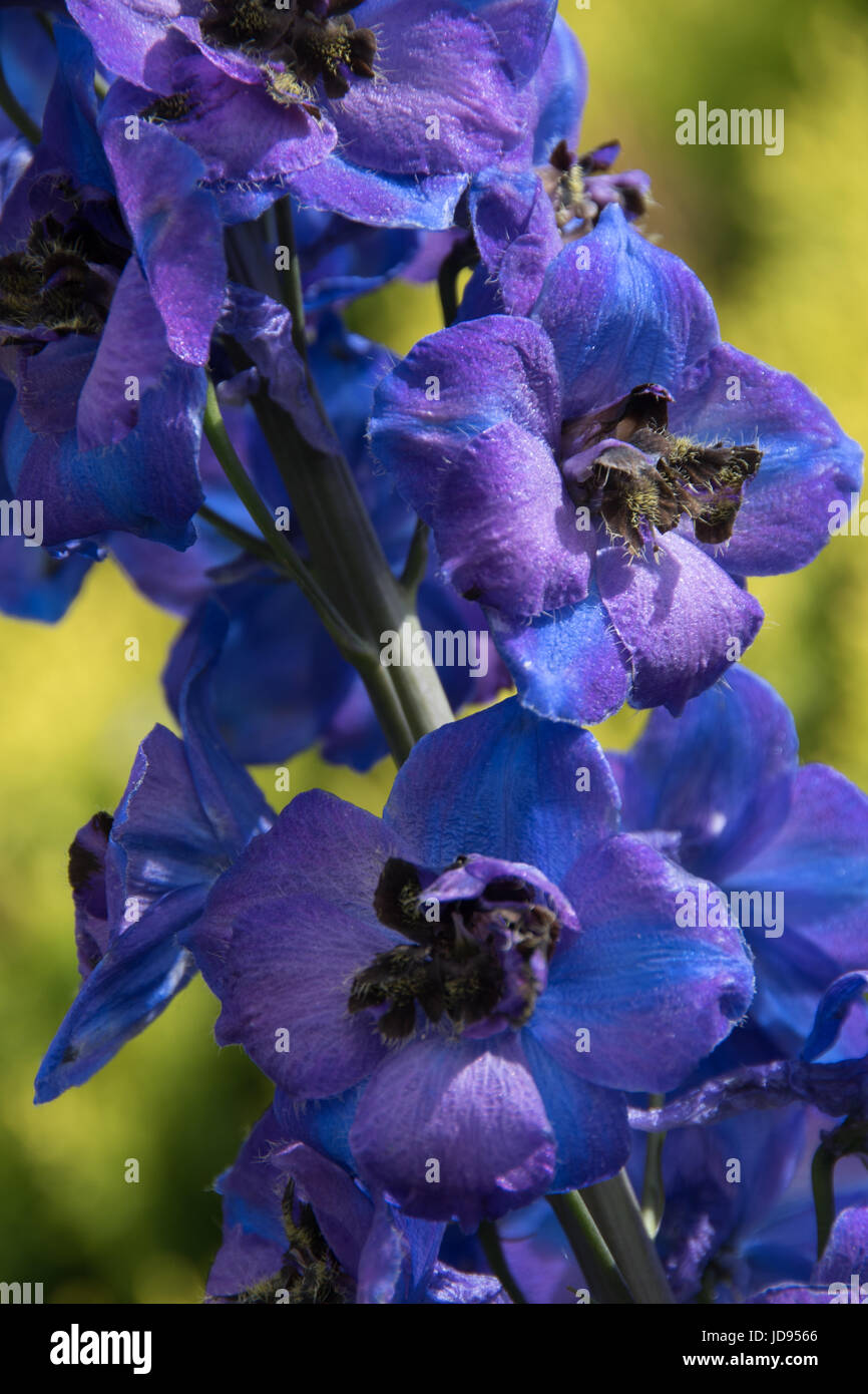 Blauer Rittersporn, vom Pazifik riesen Auswahl. Stockfoto