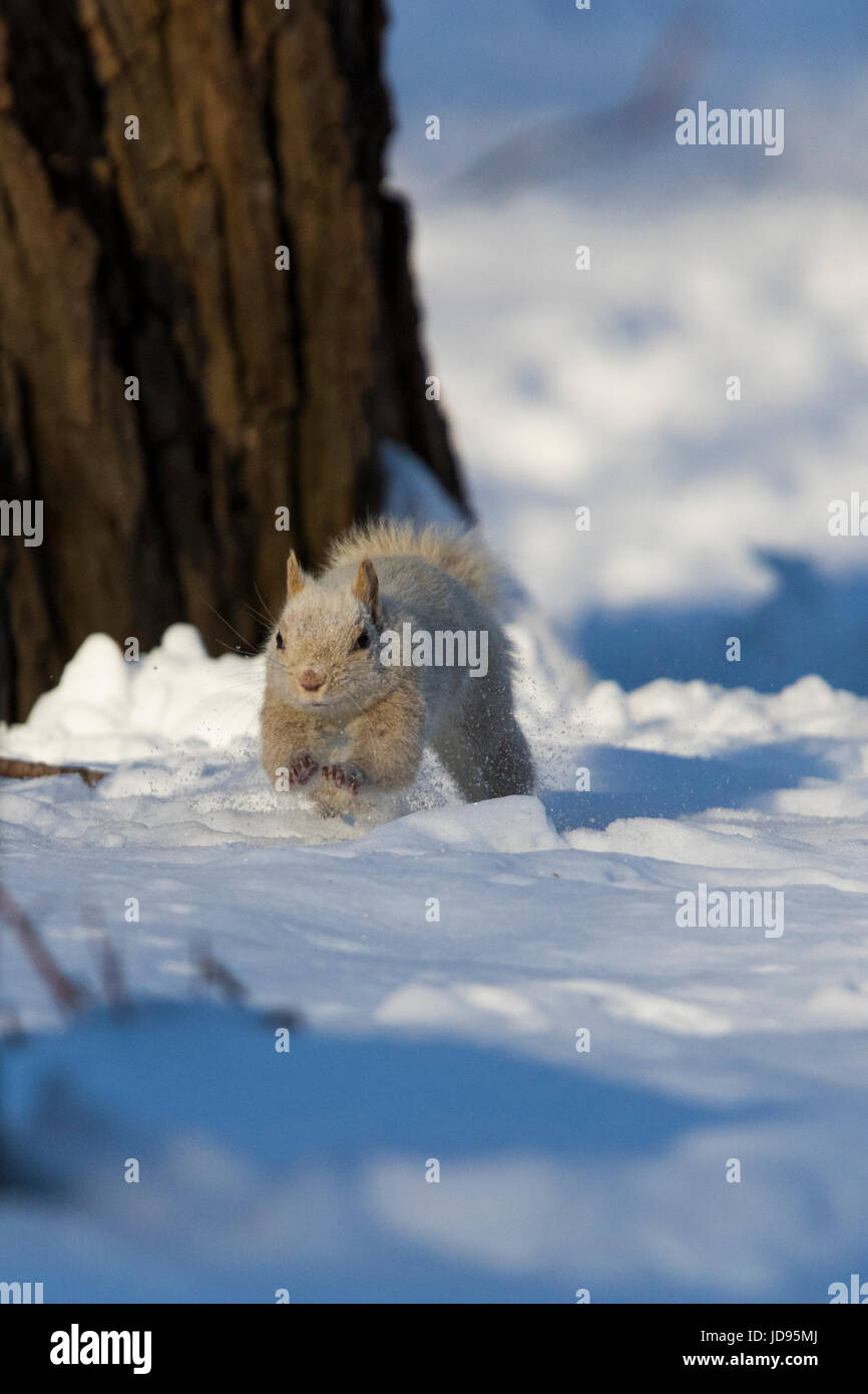 Weiße Eichhörnchen Stockfoto