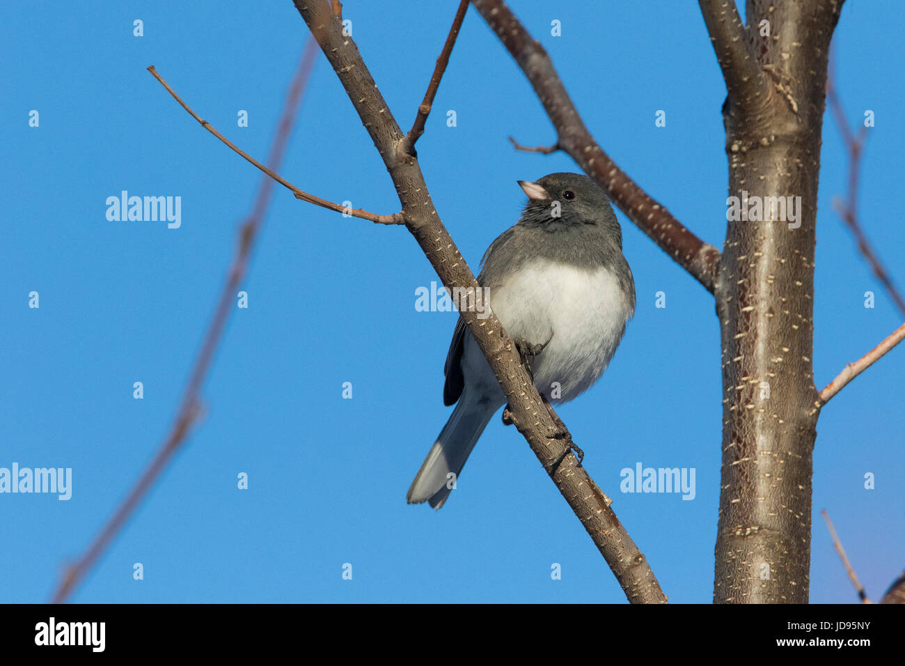 Junco Vogel im winter Stockfoto