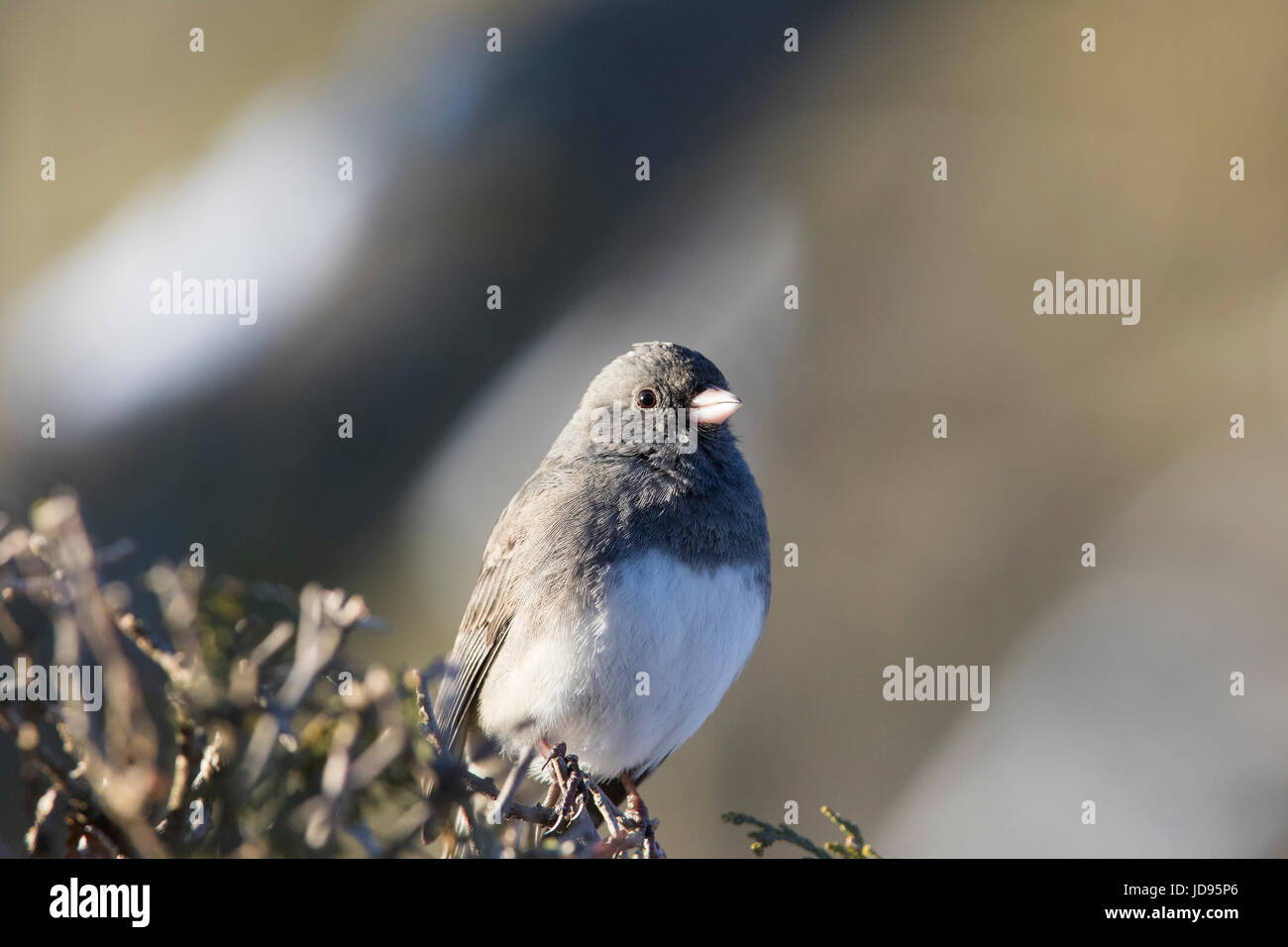 Junco Vogel im winter Stockfoto