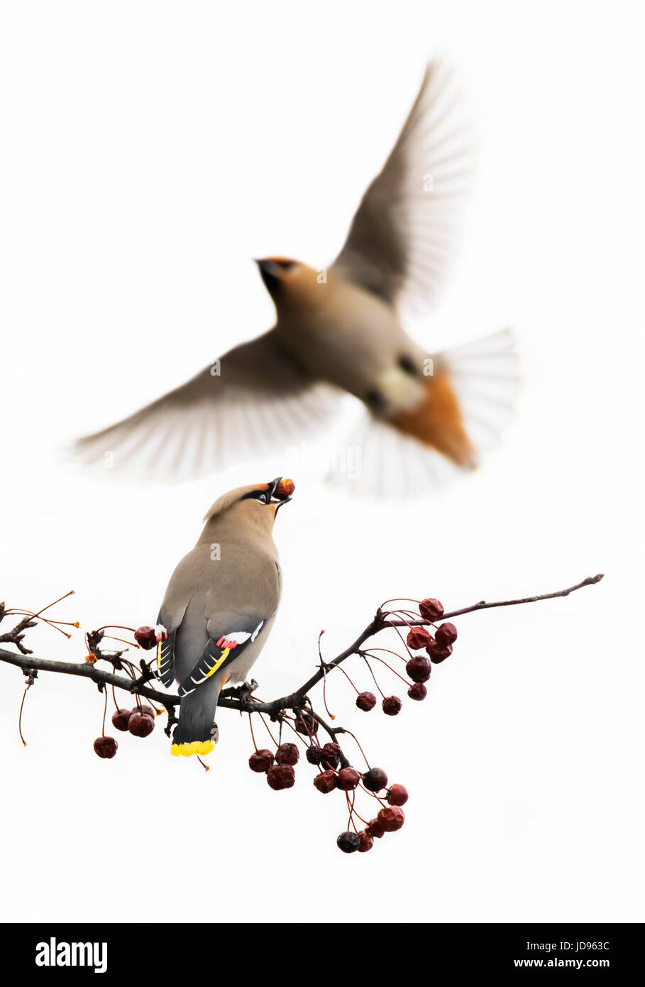 Böhmische Seidenschwanz im winter Stockfoto