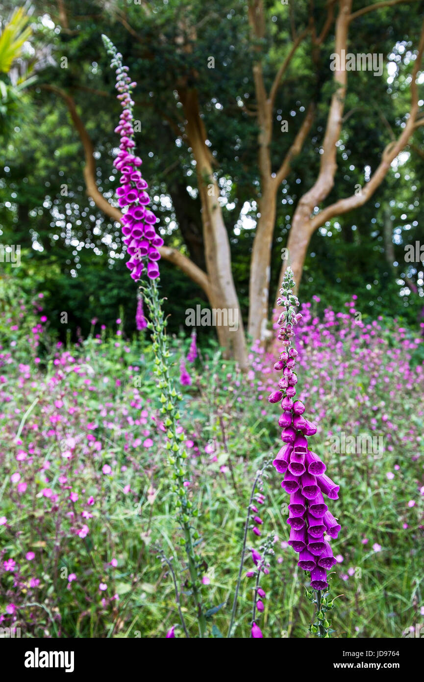 Gemeinsamen Fingerhut. Digitalis Purpurea. Stockfoto