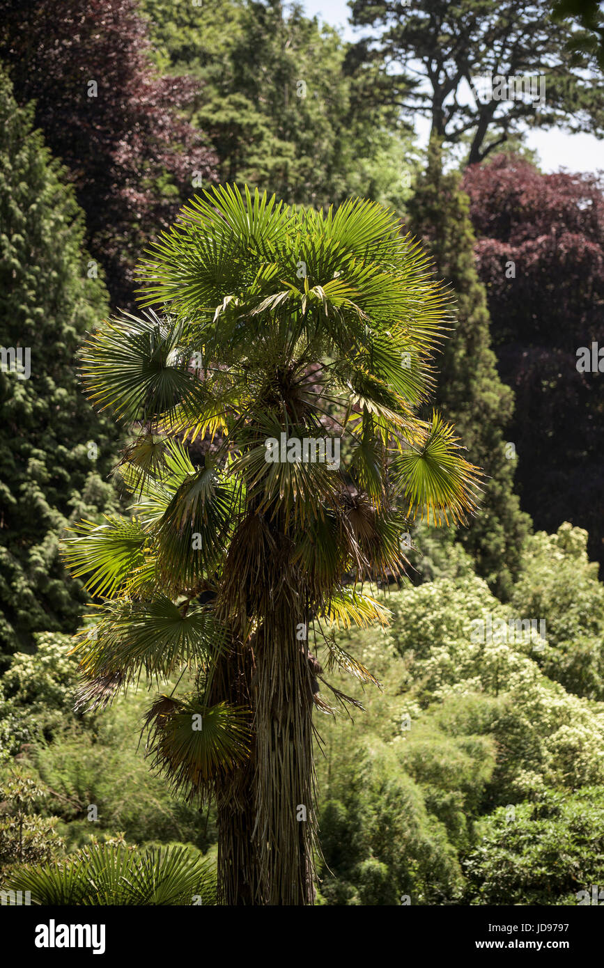 Eine Chusan Palm, als Meister Baum bezeichnet, sticht unter Bäume und Laub im Trebah Garten in Cornwall. Stockfoto