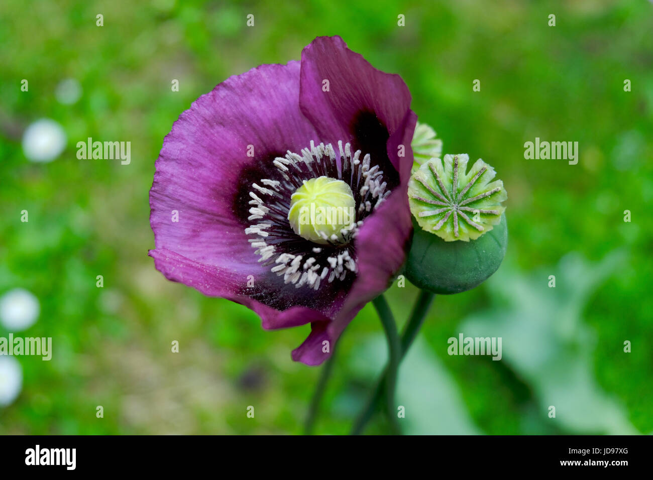 Lila Mohn Blume mit Seedhead Stockfoto