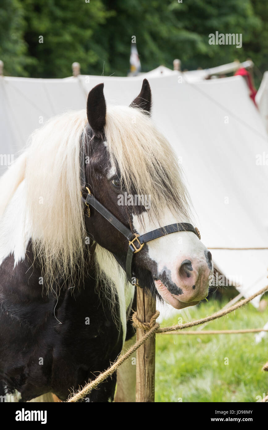 Gescheckten Pony bei einem Sealed Knot englischen Civil War Reenactment Event. Charlton Park, Malmesbury, Wiltshire, UK. Stockfoto