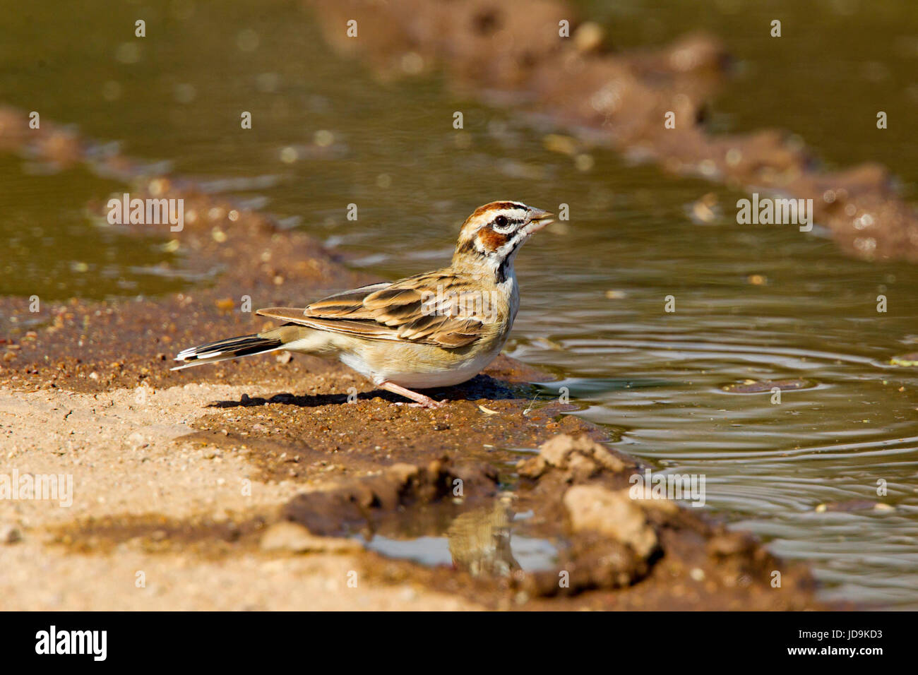 Lerche Spatz Chondestes Grammacus Empire-Cienega National Conservation Area. Arizona, USA 3 September Erwachsene trinken aus Reifen verfolgen in Stockfoto