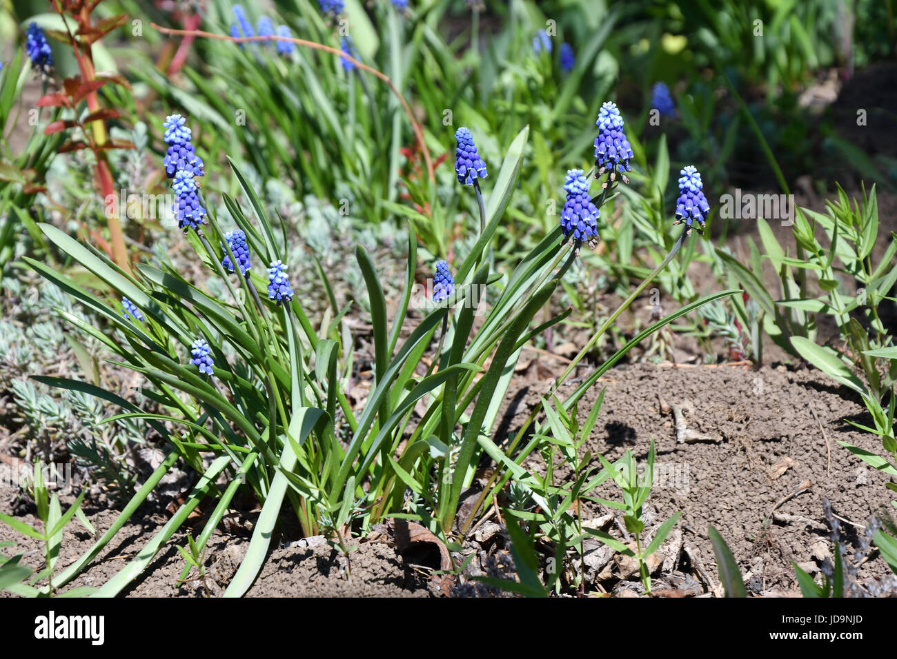 Muscari oder Maus-Hyazinthe (Muscari Neglectum) blau-blauen Blüten Stockfoto