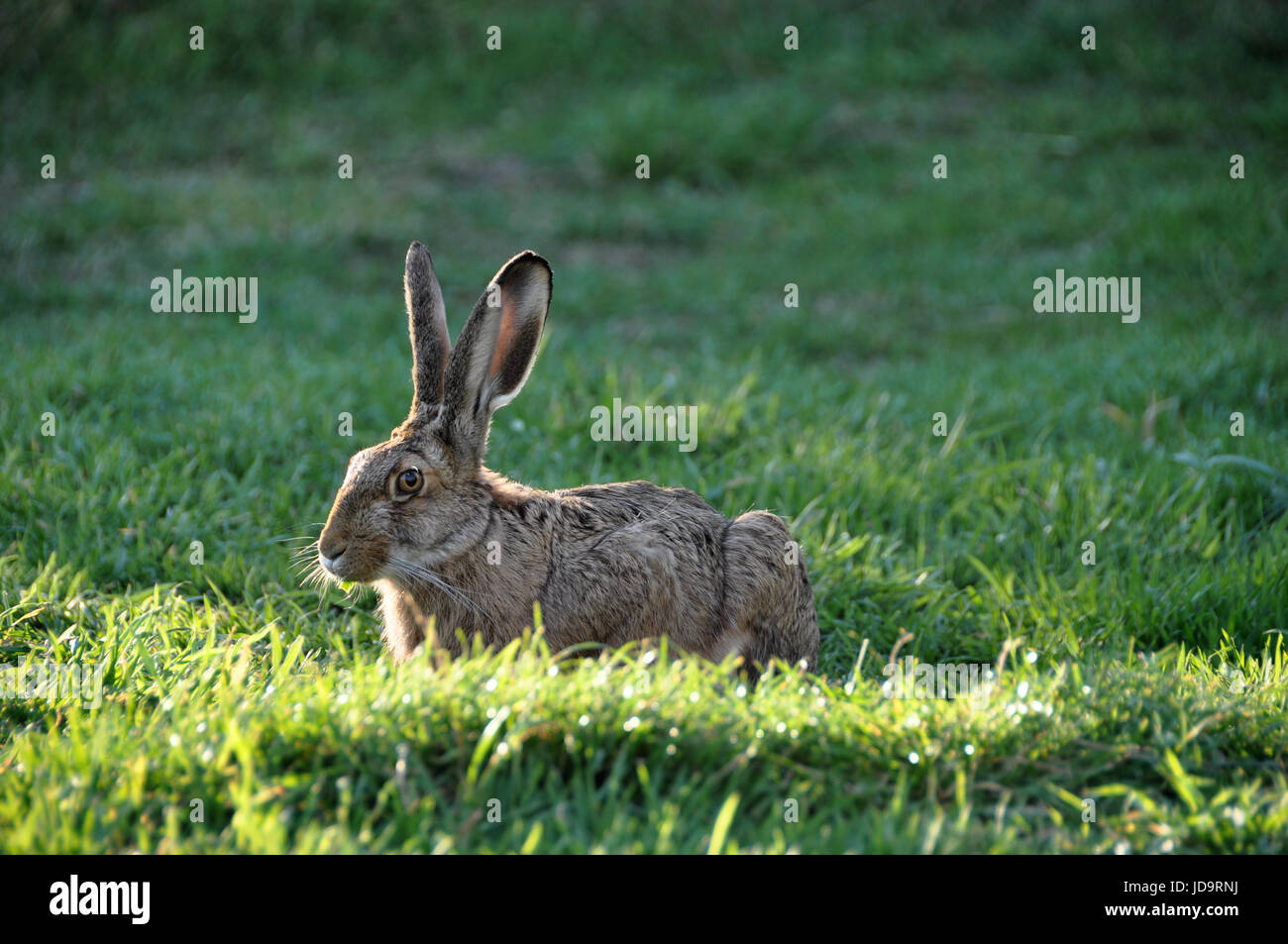 Feldhase (Lepus Europaeus) oder Feldhasen in Chile, Patagonien Stockfoto