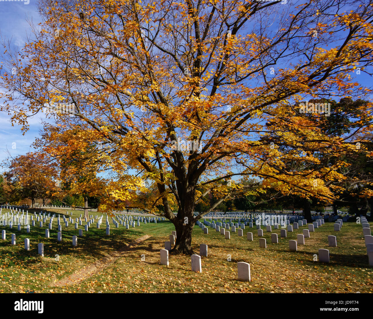 Großer Baum mit Herbstlaub und Grabsteine im Friedhof, USA. Hauptstadt Washington Usa 2016 fallen Stockfoto