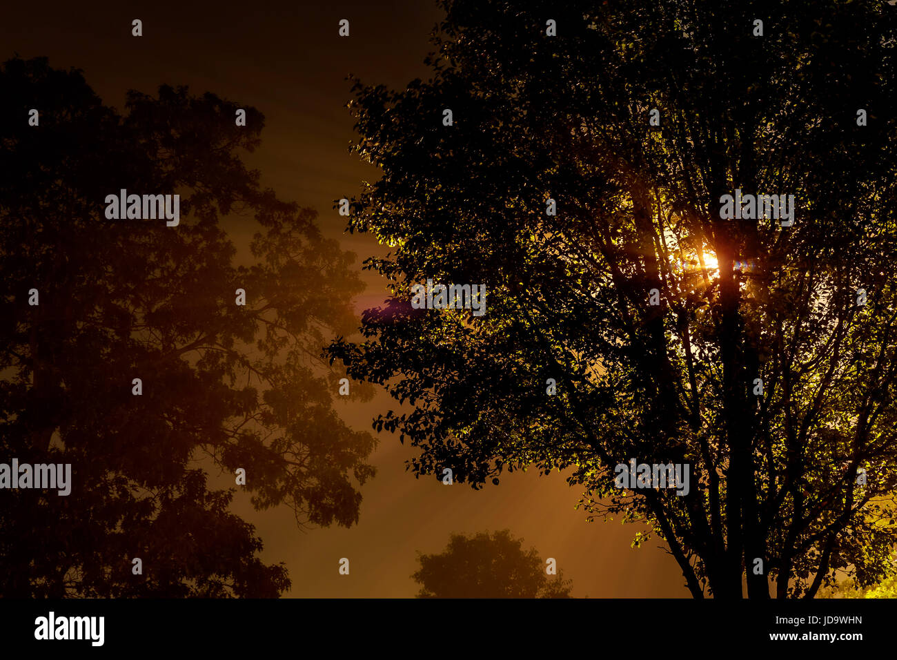 Die Straße neben dem Baum in der Nacht ist eingehüllt in Nebel, von einer Lampe beleuchtet Stockfoto