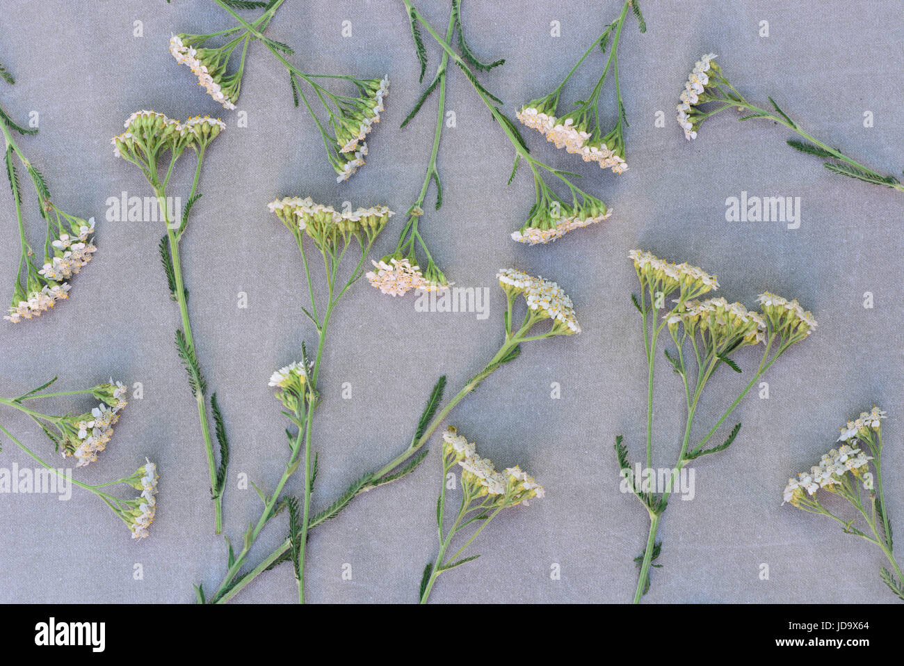 gesunden Schafgarbe Kraut Blumen auf Leinwand Hintergrund Stockfoto