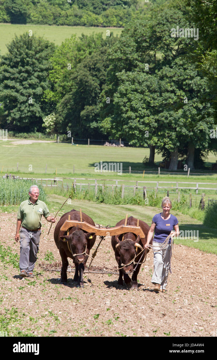 Eggen mit Ochsen auf dem Weald und Downland lebendes Museum, Singleton, West Sussex, England, UK Stockfoto